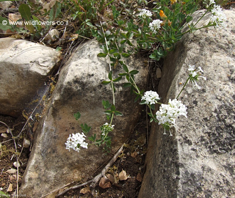 Asperula libanotica